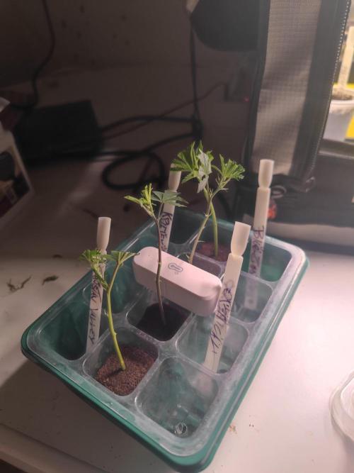 💚Carpa de esquejes y sus cuidados 💚. Week 9