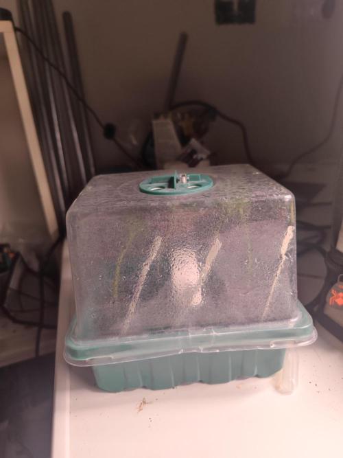 💚Carpa de esquejes y sus cuidados 💚. Week 9