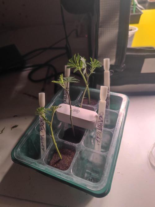 💚Carpa de esquejes y sus cuidados 💚. Week 9
