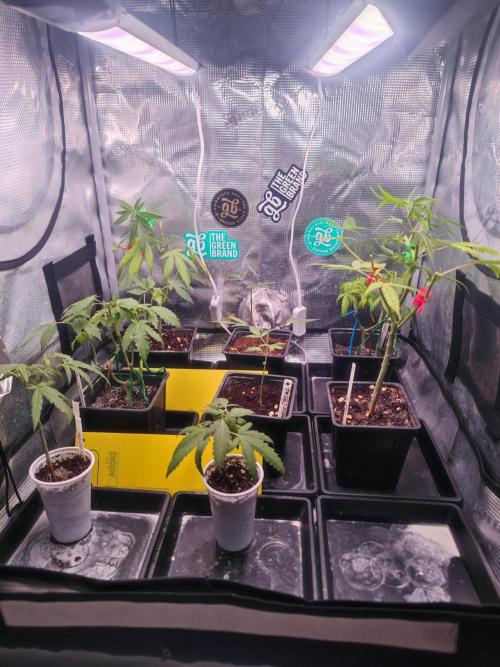 💚Carpa de esquejes y sus cuidados 💚. Week 9