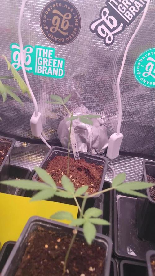 💚Carpa de esquejes y sus cuidados 💚