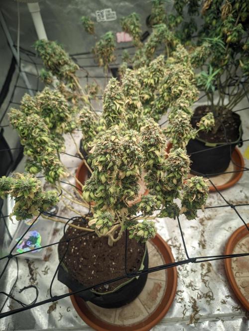 14/14 Oreoz FEM "GB SEEDS". Week 26
