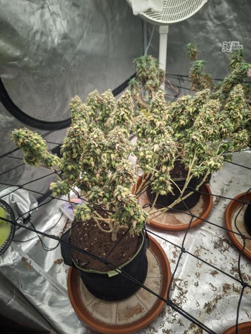 14/14 Oreoz FEM "GB SEEDS". Week 26