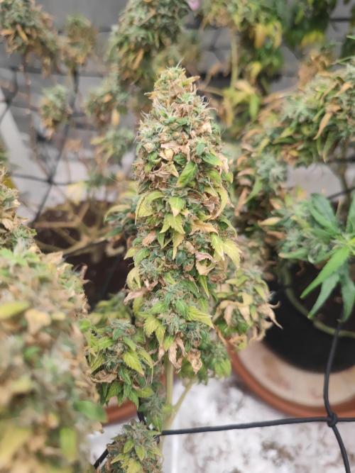 14/14 Oreoz FEM "GB SEEDS". Week 26