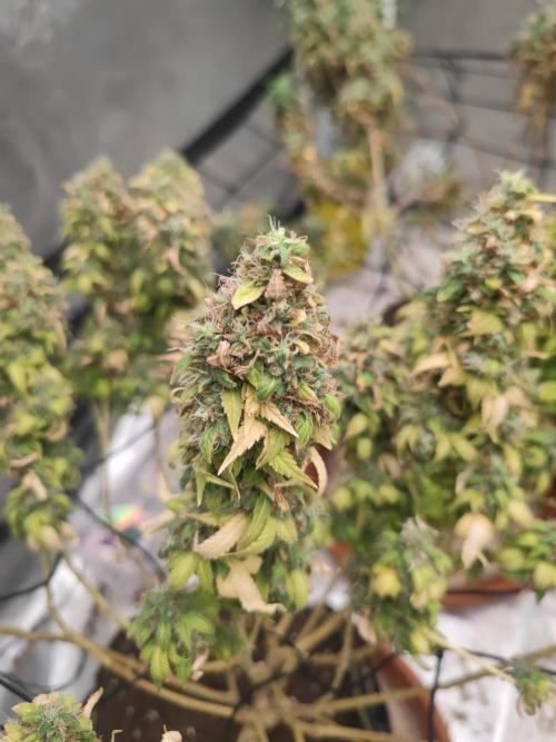 14/14 Oreoz FEM "GB SEEDS". Week 26