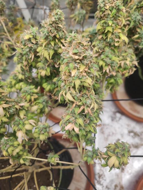 14/14 Oreoz FEM "GB SEEDS". Week 26