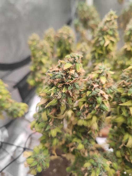 14/14 Oreoz FEM "GB SEEDS". Week 26