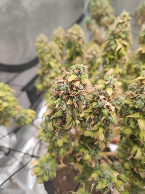 14/14 Oreoz FEM "GB SEEDS". Week 26
