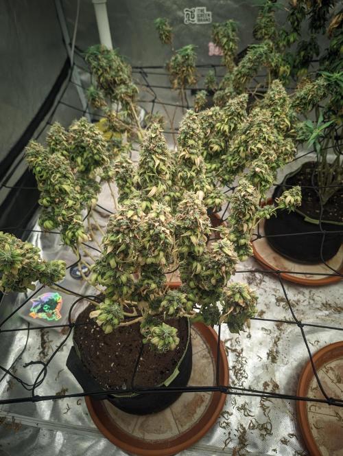 14/14 Oreoz FEM "GB SEEDS". Week 26