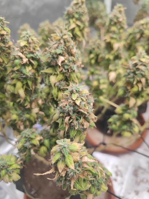 14/14 Oreoz FEM "GB SEEDS". Week 26