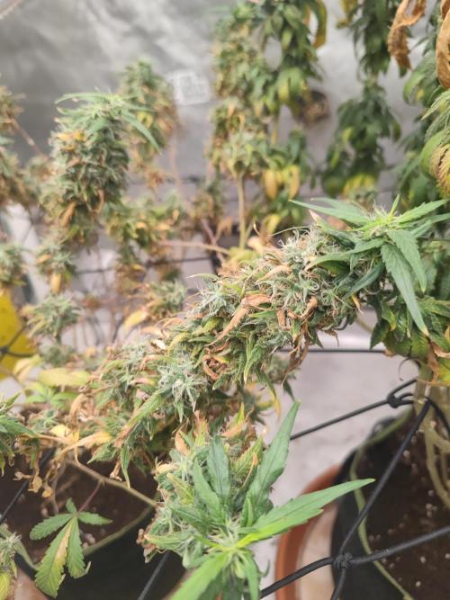 14/14 Kritical GB FEM "GB STRAINS". Week 26