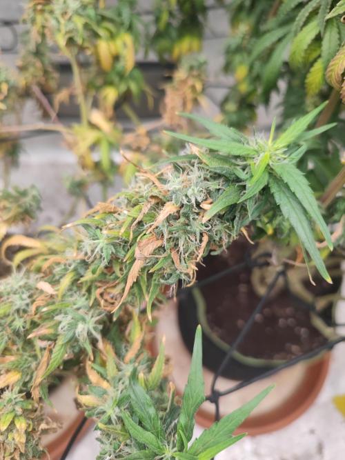14/14 Kritical GB FEM "GB STRAINS". Week 26