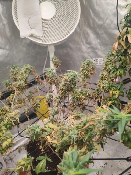 14/14 Kritical GB FEM "GB STRAINS". Week 26