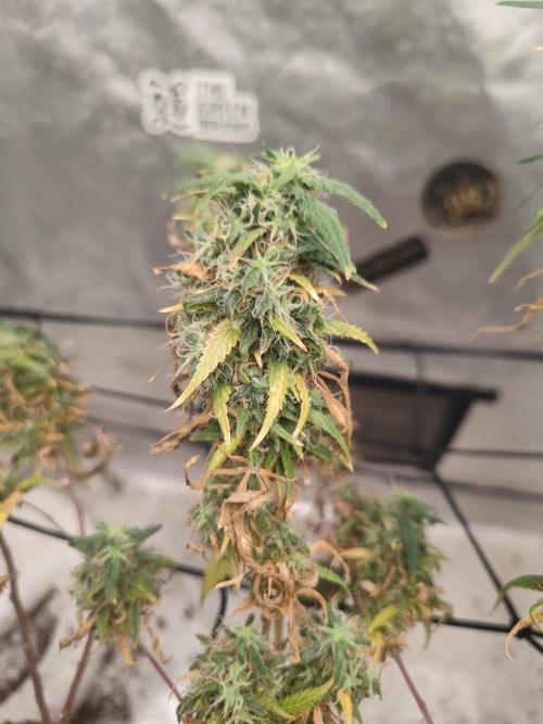 14/14 Kritical GB FEM "GB STRAINS". Week 26