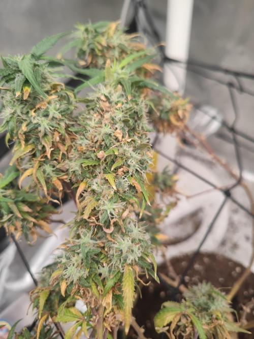 14/14 Kritical GB FEM "GB STRAINS". Week 26