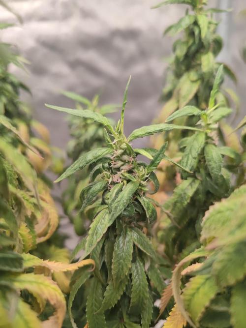 14/14 CRITICAL FEM "GB STRAINS". Week 26