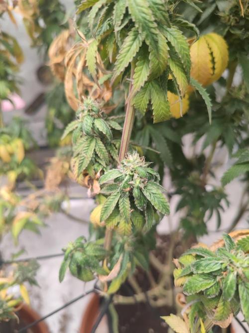 14/14 CRITICAL FEM "GB STRAINS". Week 26
