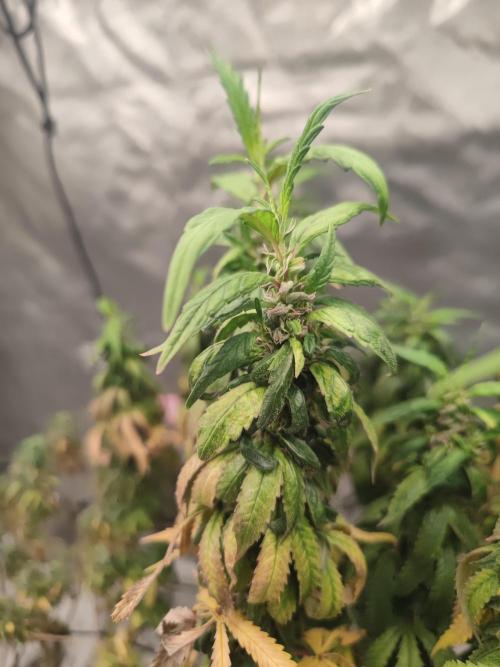 14/14 CRITICAL FEM "GB STRAINS". Week 26