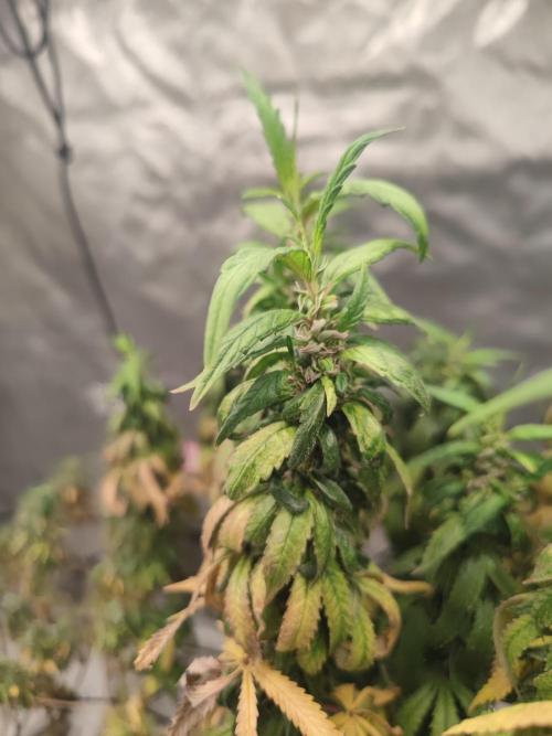 14/14 CRITICAL FEM "GB STRAINS". Week 26