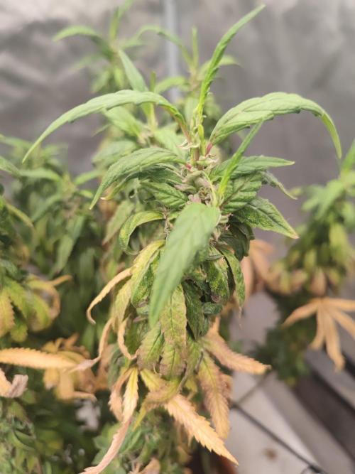 14/14 CRITICAL FEM "GB STRAINS". Week 26