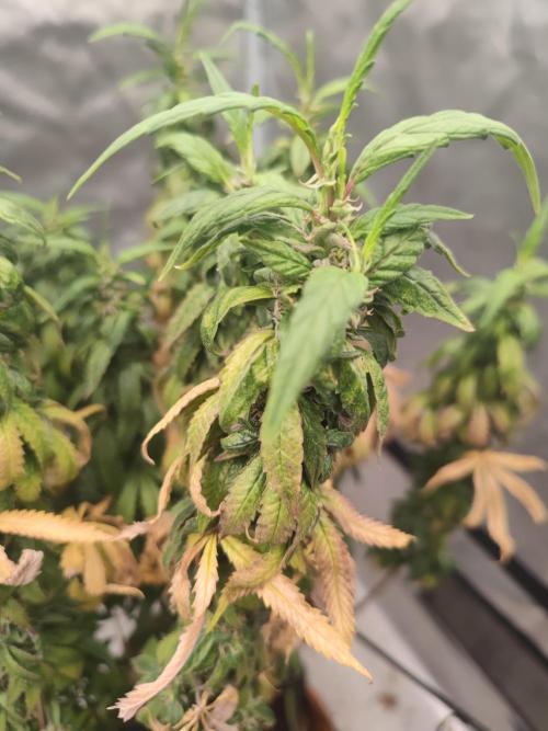 14/14 CRITICAL FEM "GB STRAINS". Week 26
