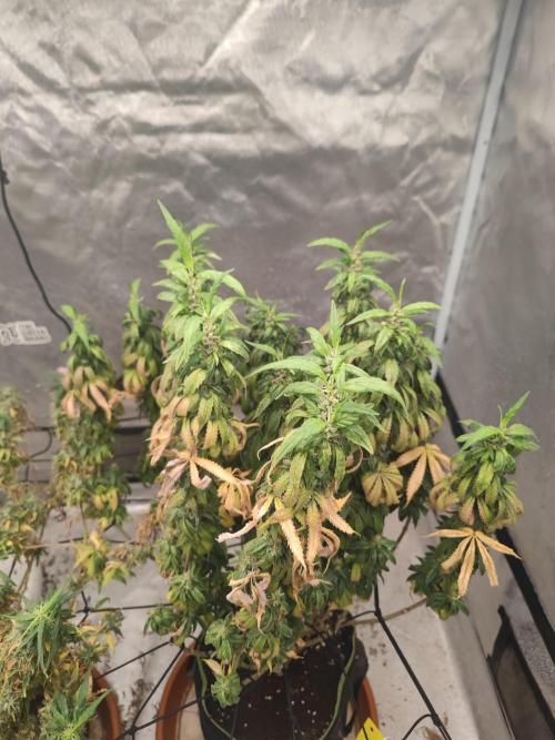 14/14 CRITICAL FEM "GB STRAINS". Week 26