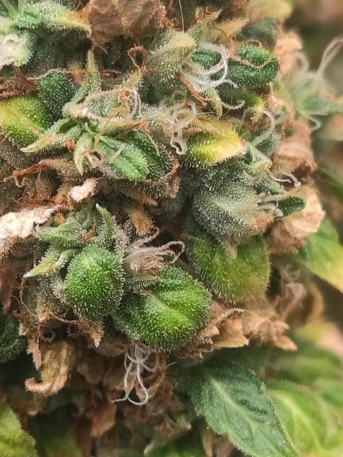 14/14 Oreoz FEM "GB SEEDS". Week 26