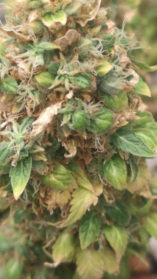 14/14 Oreoz FEM "GB SEEDS"