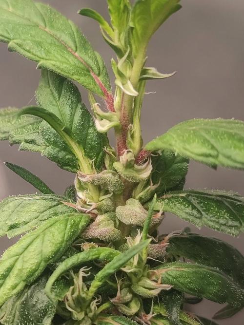 14/14 CRITICAL FEM "GB STRAINS". Week 26