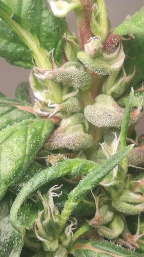14/14 CRITICAL FEM "GB STRAINS"