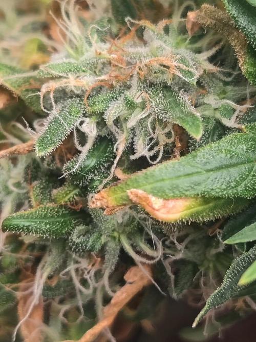 14/14 Kritical GB FEM "GB STRAINS". Week 26