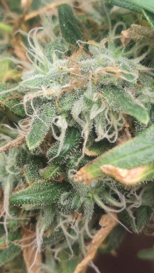 14/14 Kritical GB FEM "GB STRAINS"