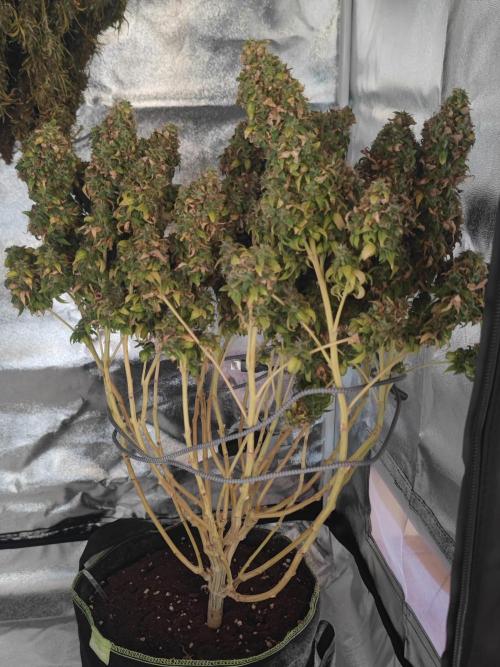 14/14 Oreoz FEM "GB SEEDS". Week 27