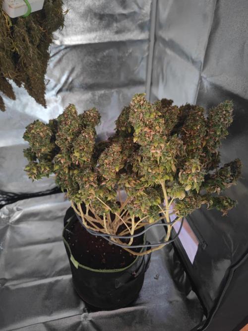 14/14 Oreoz FEM "GB SEEDS". Week 27