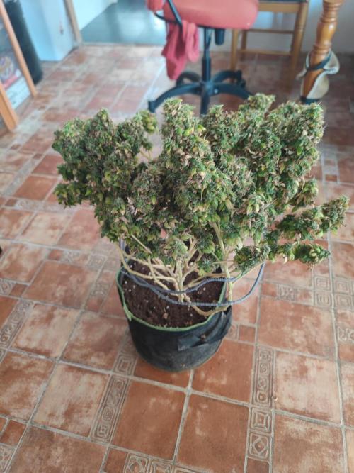 14/14 Oreoz FEM "GB SEEDS". Week 27