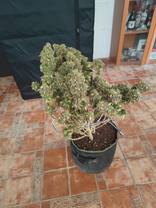 14/14 Oreoz FEM "GB SEEDS". Week 27