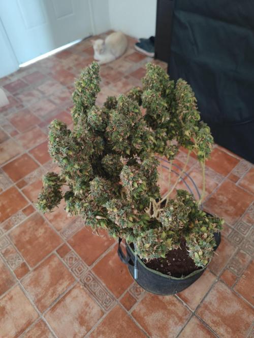 14/14 Oreoz FEM "GB SEEDS". Week 27