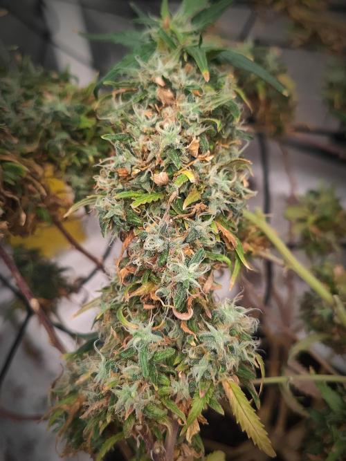 14/14 Kritical GB FEM "GB STRAINS". Week 27