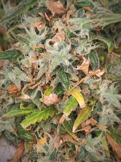 14/14 Kritical GB FEM "GB STRAINS". Week 27
