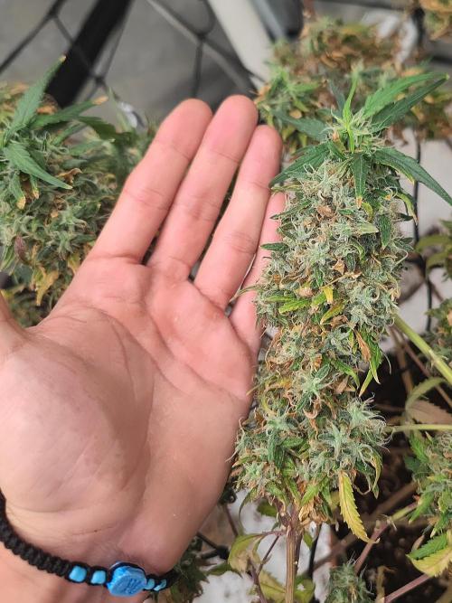 14/14 Kritical GB FEM "GB STRAINS". Week 27