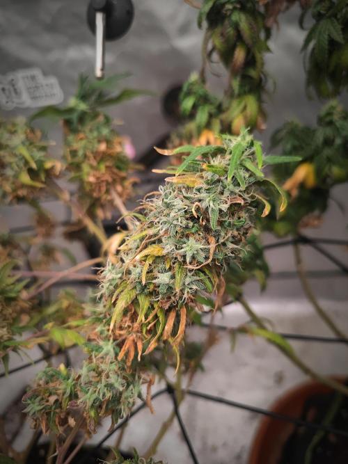 14/14 Kritical GB FEM "GB STRAINS". Week 27