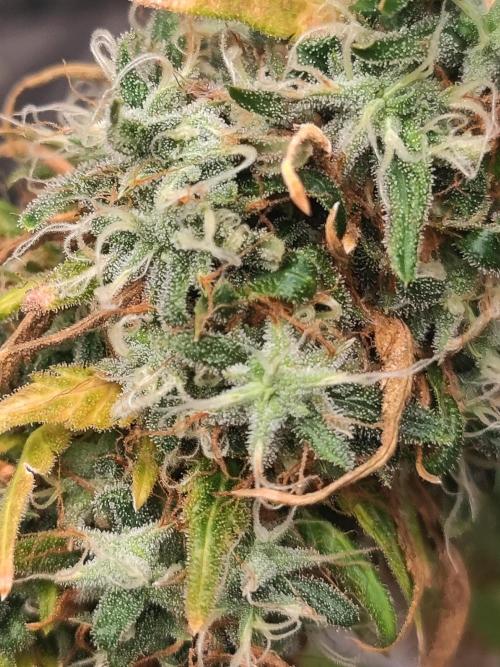 14/14 Kritical GB FEM "GB STRAINS". Week 27