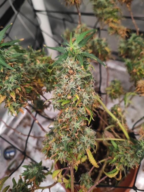14/14 Kritical GB FEM "GB STRAINS". Week 27