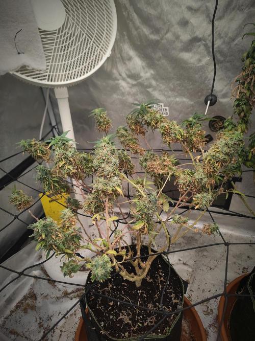 14/14 Kritical GB FEM "GB STRAINS". Week 27