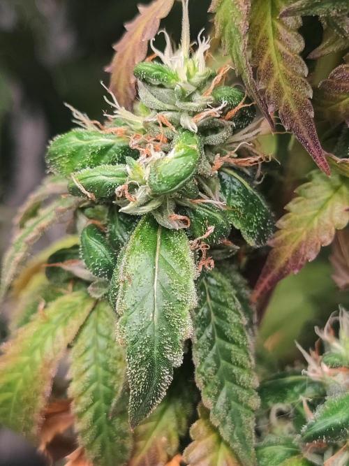 14/14 CRITICAL FEM "GB STRAINS". Week 27