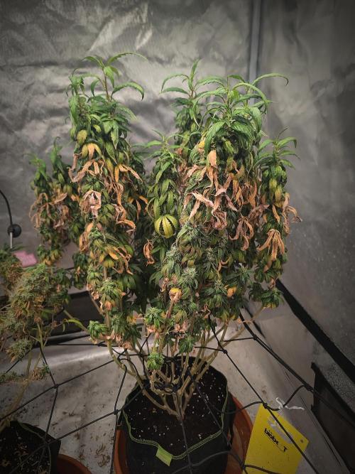 14/14 CRITICAL FEM "GB STRAINS". Week 27