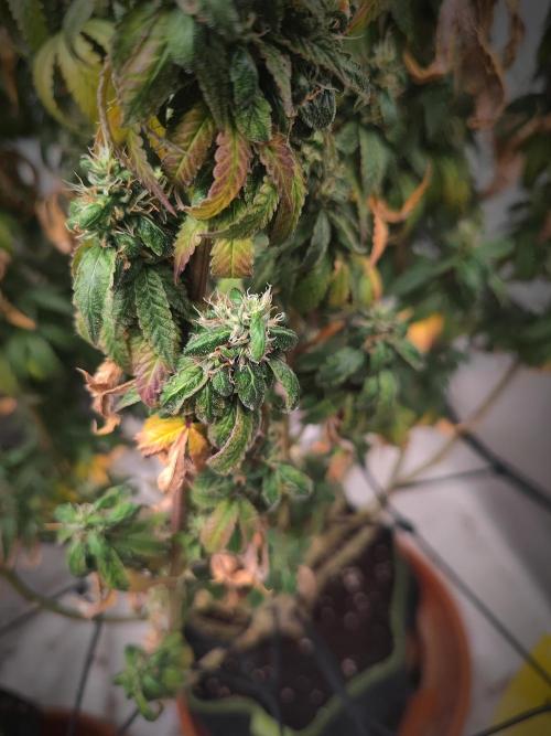 14/14 CRITICAL FEM "GB STRAINS". Week 27