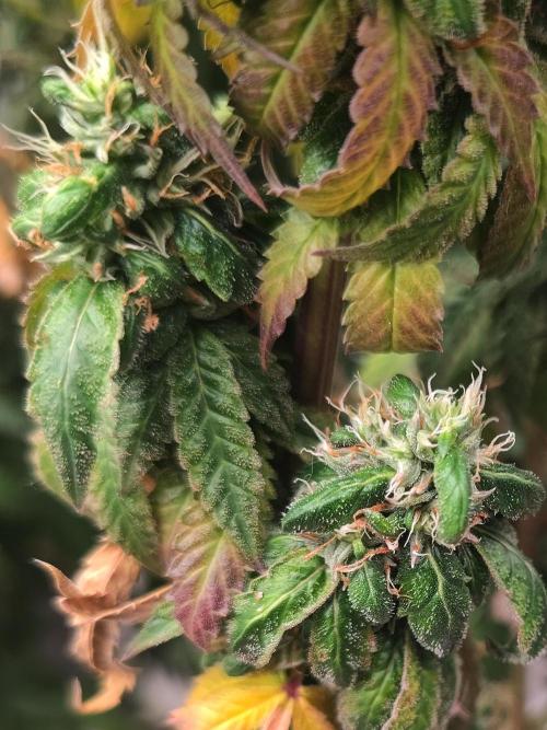 14/14 CRITICAL FEM "GB STRAINS". Week 27