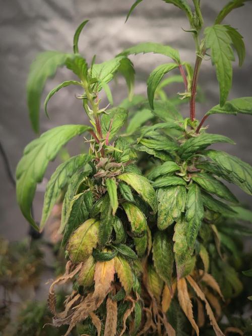 14/14 CRITICAL FEM "GB STRAINS". Week 27