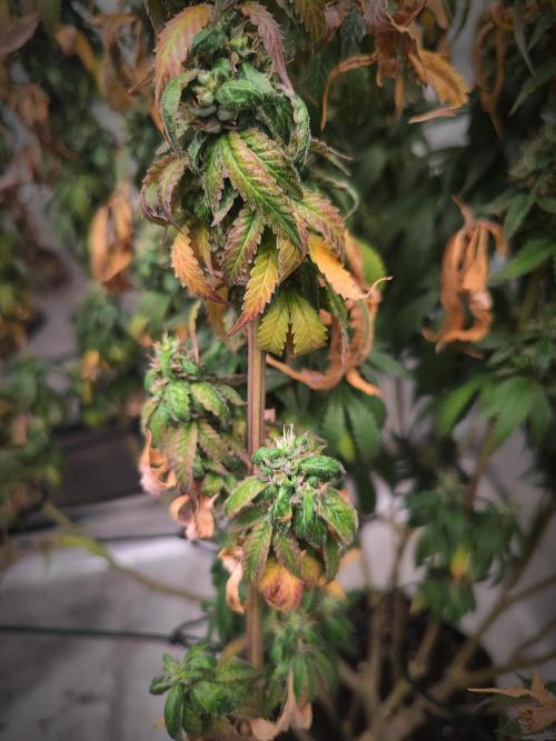 14/14 CRITICAL FEM "GB STRAINS". Week 27